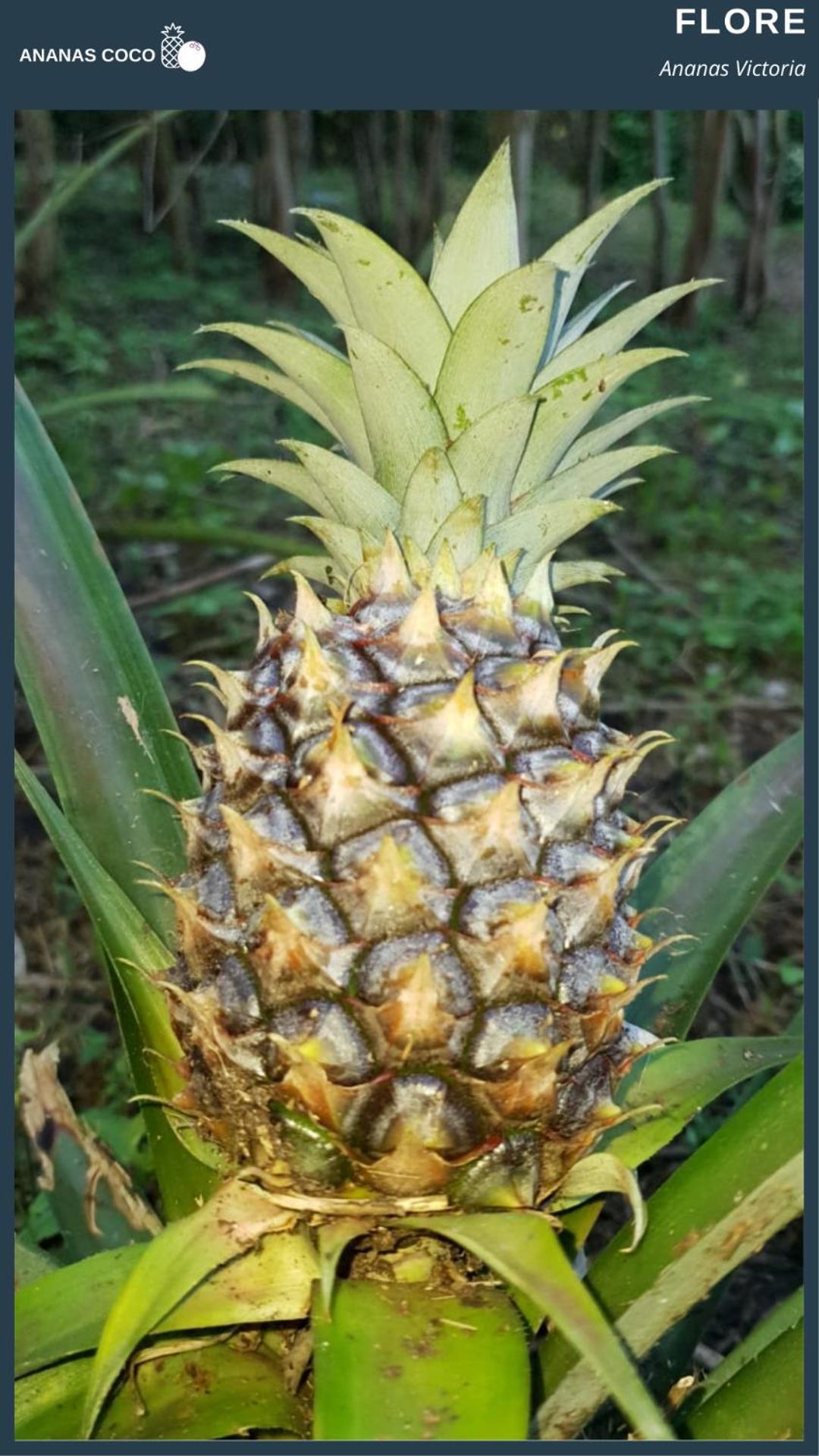 Ananas Coco Bed & Breakfast Salazie Dış mekan fotoğraf
